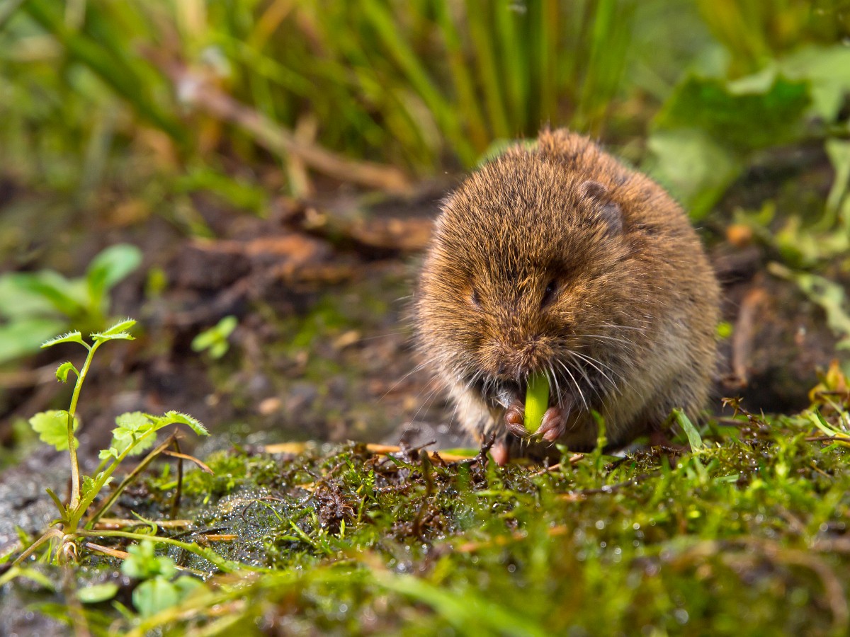 Microtus Agrestis microtus-agrestis